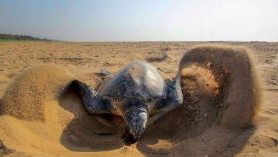 Over 6.37 lakh endangered Olive Ridley turtles lay eggs in Odisha beach