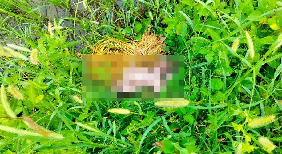 Newborn Baby Girl Found Dead In Boudh | Pragativadi | Odisha News ...