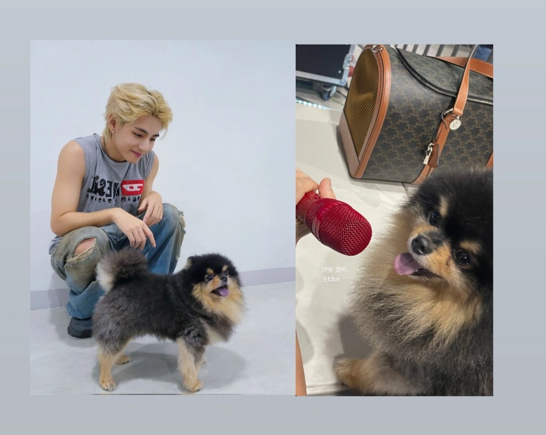 BTS's V's dog Yeontan debuts in his solo song Rainy Days - But is