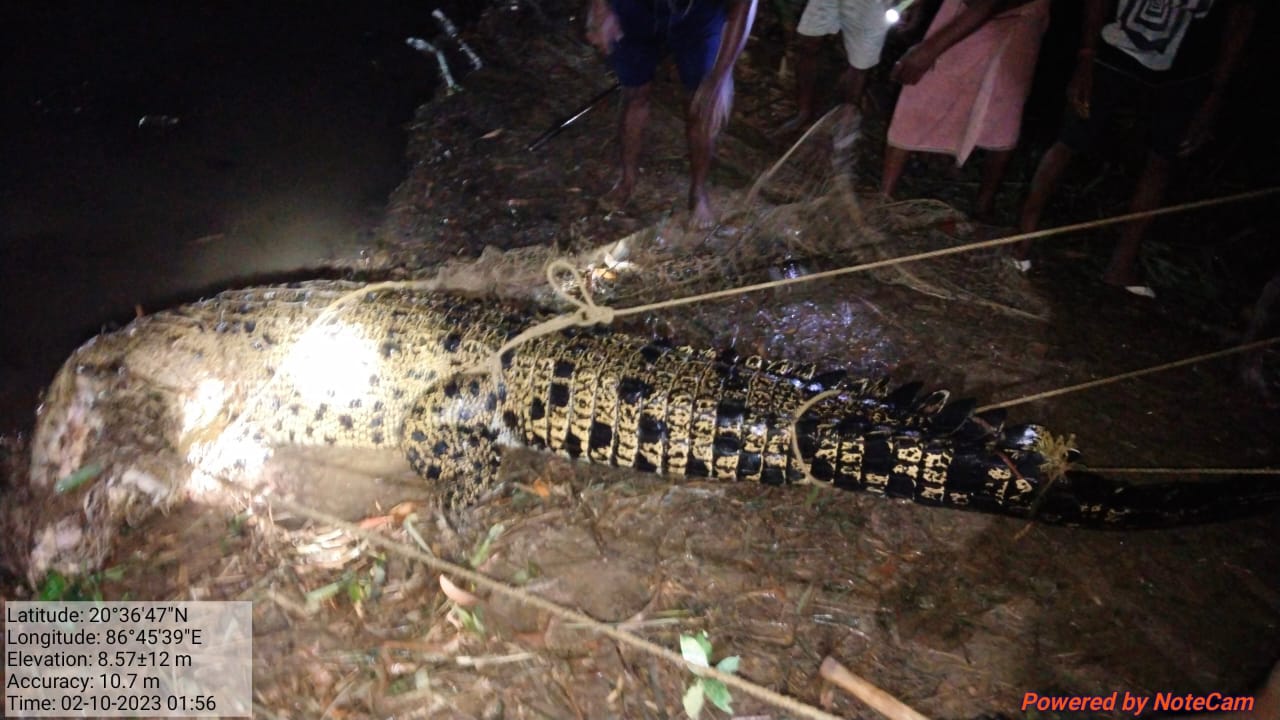 Gaint Crocodile Rescued