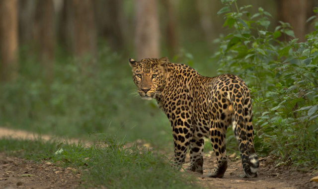 Leopard Attack Continues in Odisha’s Nuapada, Minor Boy Injured ...