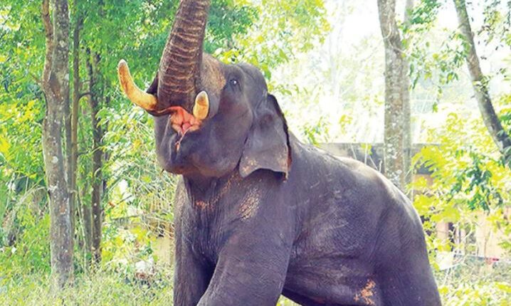 man died by jumbo attack
