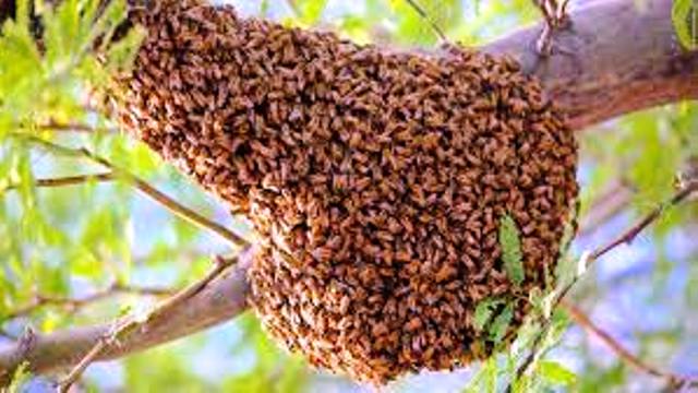 Honeybee attack