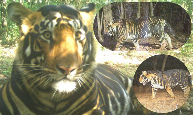 Melanistic Tiger Safari