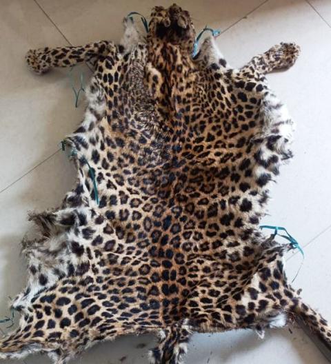 STF Seized Leopard Hide