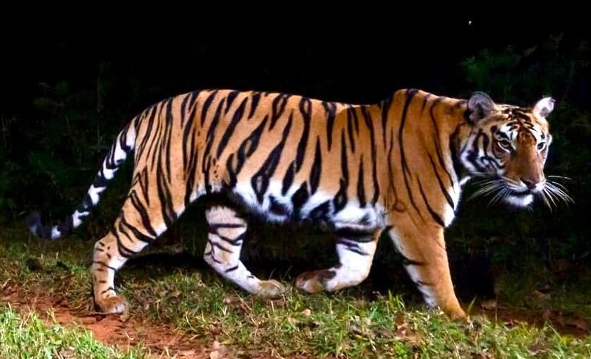 Tiger Population In Odisha