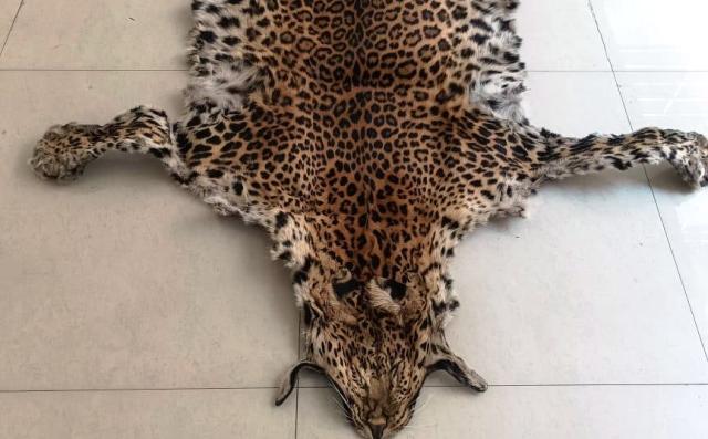 Leopard Hide Seized