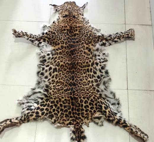 Leopard Skin Seized