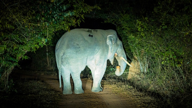 Night Jungle Safari