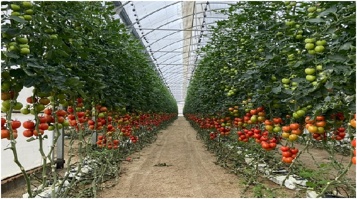 4 Easy Steps To Improve Greenhouse Efficiency