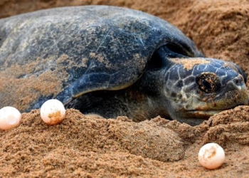Olive ridley