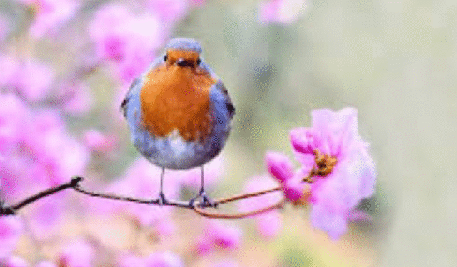 International Bird Festival