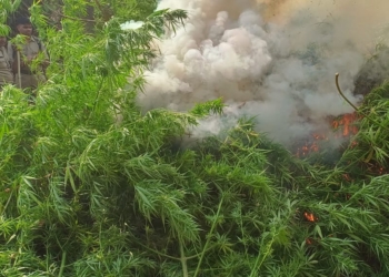 Cannabis Cultivation