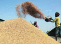 Katni-Chhatni in Paddy Procurement