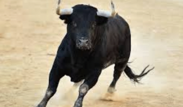 Bull Attack