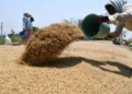 Odisha Paddy Procurement Policy 2025