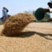 Odisha Paddy Procurement Policy 2025