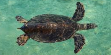 Odisha’s ‘Operation Olivia’ Ensures Safe Nesting for Olive Ridley Turtles