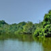 Odisha's Mangrove Forests