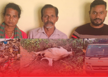 Illegal Slaughterhouse