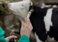 Livestock Treatment & Vaccination