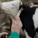 Livestock Treatment & Vaccination