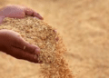 Odisha Govt to Halt Paddy Procurement After March 31
