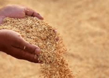 Odisha Govt to Halt Paddy Procurement After March 31