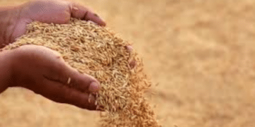 Odisha Govt to Halt Paddy Procurement After March 31
