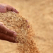 Odisha Govt to Halt Paddy Procurement After March 31