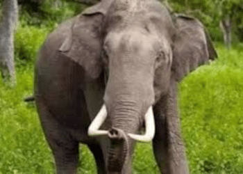 Elephant attack in Keonjhar