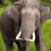 Elephant attack in Deogarh Odisha
