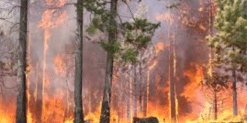 Odisha forest fire crisis 2025