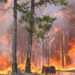 Odisha forest fire crisis 2025