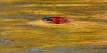 Odisha Man's Body Recovered