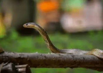 Superstition snake bite deaths Odisha