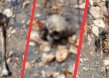 human skeletal remains Ganjam