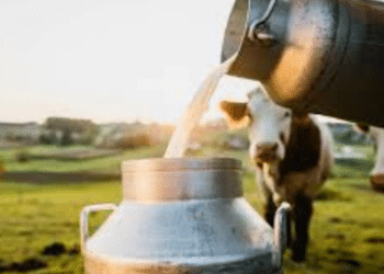 India milk production