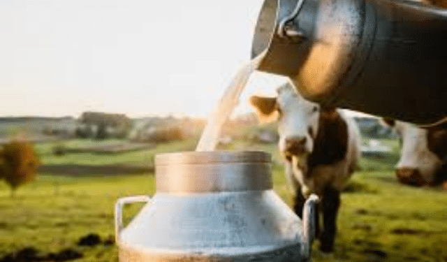India milk production