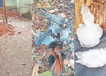 Hailstorm Destroys Crops