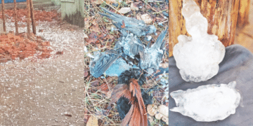 Hailstorm Destroys Crops