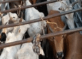 Cattle smuggling