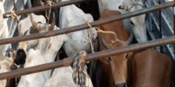 Cattle smuggling
