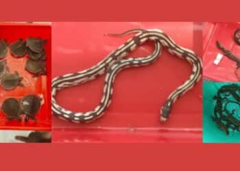 Bhubaneswar wildlife trafficking bust