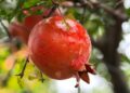 Indian Pomegranates