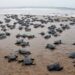 Olive ridley