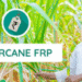 sugarcane FRP 2025-26