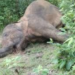 Elephant electrocution deaths Odisha