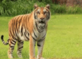 Similipal Tiger Census