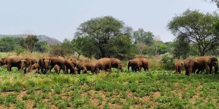 Elephant Herd in Keonjhar